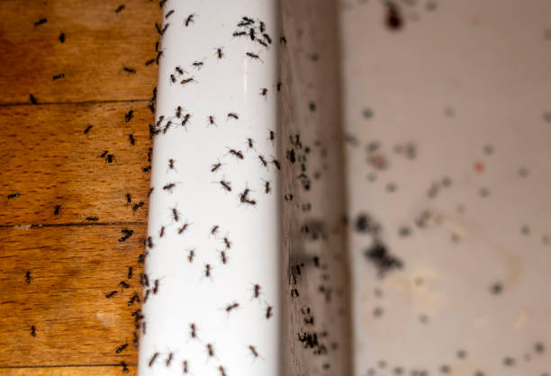 Flea Control Services in Searingtown, NY